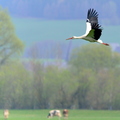 Storch.1