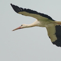 Storch.2