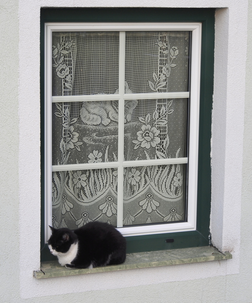 Fenster mit 2 Katzen