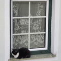 Fenster mit 2 Katzen