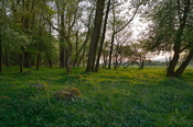 Hutweide.2