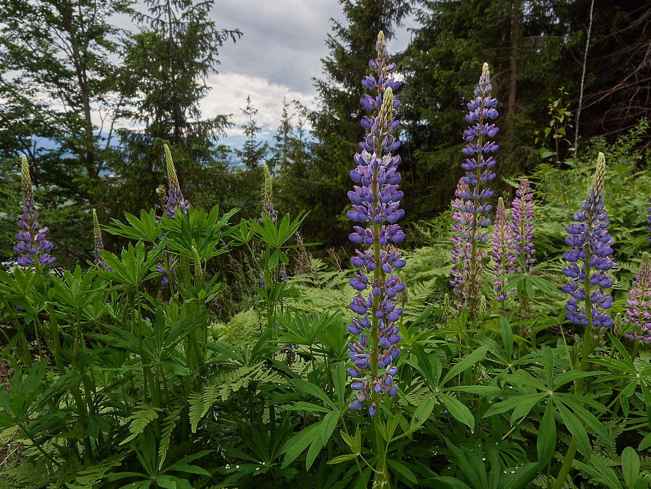 Schoenberg Adlerkuppe Flowers