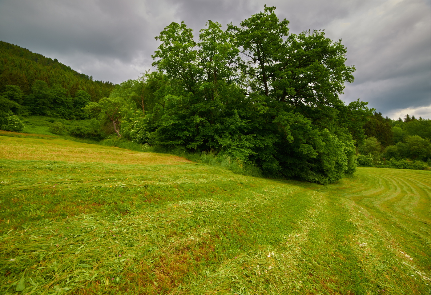 Schoenberg Field