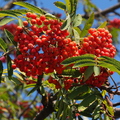 Vogelbeeren