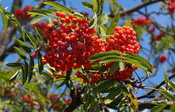 Vogelbeeren