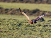 P5X9223 (3104 Besuche) P5X9223