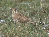 PD70312 (2765 Besuche) PD70312