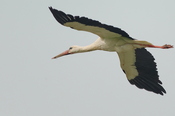 Storch.2