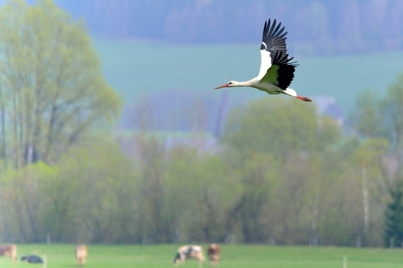 Storch.1