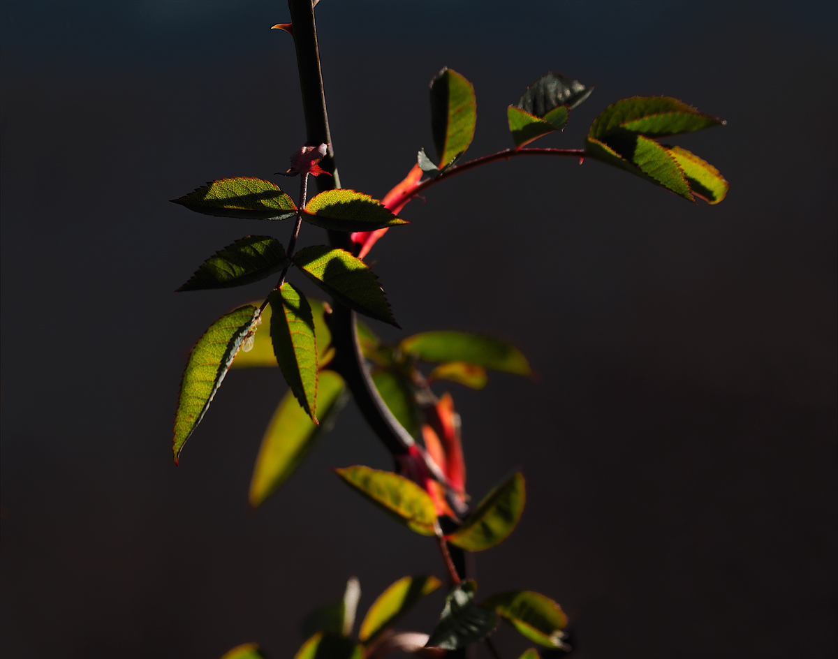 _B234984.jpg